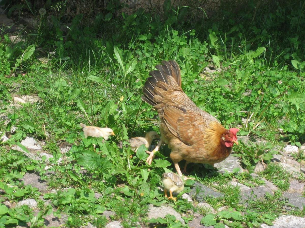 Schornhof Farm stay Aldino