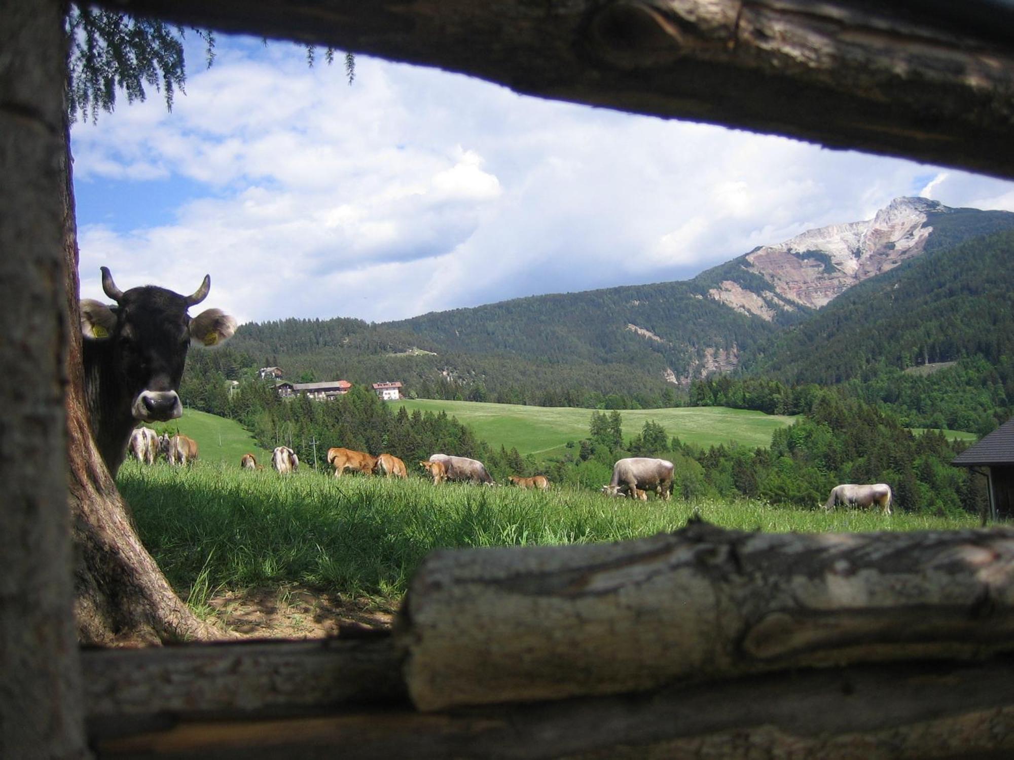 Farm stay Schornhof Aldino