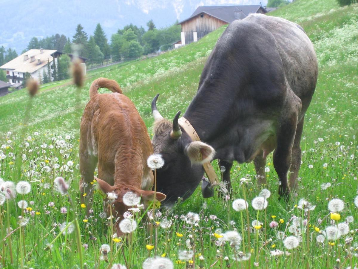 Schornhof